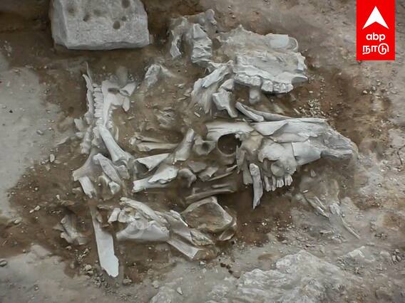 Boothinatham Excavation : பூதிநத்தம் அகழாய்வு!கிடைத்த விசித்திர எலும்புகள்!கல் ஆயுதங்கள் கண்டெடுப்பு