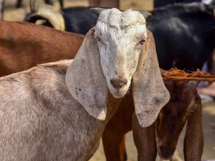 two person fight for goat ownership in rewa madhya pradesh on eid ul adha  Fight For Goat: दो लोगों की लड़ाई में बच गई बकरे की जान, बकरीद पर नहीं हुआ कुर्बान, केस हल करने में जुटी पुलिस