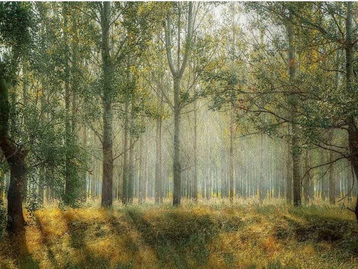 बिहार वन विभाग की ओर से आधिकारिक रूप से जानकारी देते हुए बताया गया है कि इस योजना के तहत अब तक लाखों पौधे बांट दिए गए हैं. यानी बिहार के हजारों लाखों किसानों को इस योजना के तहत लाभ मिल चुका है. हालांकि, ये बात भी सच है कि ऐसी योजनाएं तब तक सफल नहीं होतीं, जब तक कि जमीन पर इनको सही ढंग से लागू ना किया जाए.