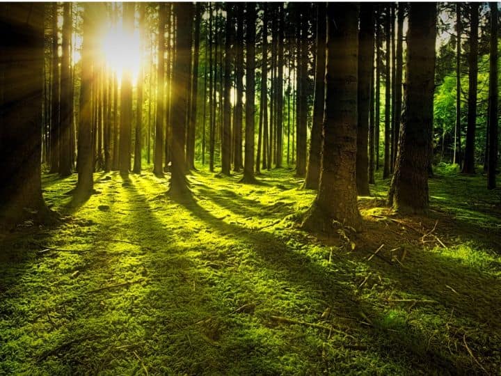 इस योजना का लाभ लेने के लिए आपको सबसे पहले वन विभाग की आधिकारिक वेबसाइट पर जाना होगा. इसके बाद आपको ऑनलाइन ही इस योजना के लिए अप्लाई करना होगा.