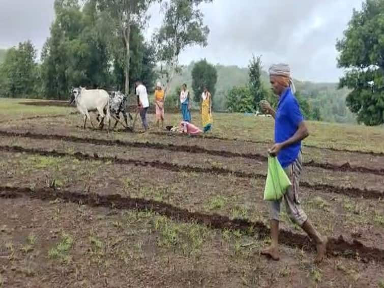 Palghar Agriculture News Farmers have started farming in Palghar rain news Palghar : पालघरमध्ये पावसाची विश्रांती, चांगला पाऊस झाल्यानं शेती कामांना वेग  