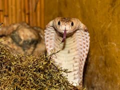 कोबरा को पल में चित्त करके चट कर जाता है ये छोटा-सा जीव, नेवला नहीं है ये, पढ़िए क्या है इसका नाम...