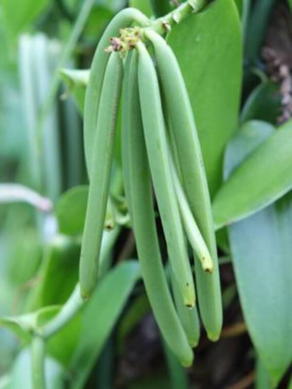 ये हैं दुनिया के दूसरे सबसे महंगे पौधे