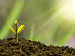 फसल छोड़िए अब किसान पेड़ों से करेंगे जबरदस्त कमाई, वन विभाग की इस स्कीम के बारे में जानते हैं आप?