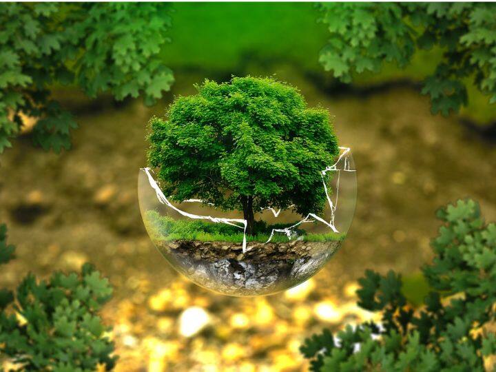 इस योजना की सबसे अच्छी बात ये है कि अगर किसानों ने पौधों को तीन साल तक जिंदा रखा तो वन विभाग की ओर से हर पौधे के लिए उन्हें 70 रुपये की सब्सिडी दी जाएगी. यानी अगर आप 1 हजार पौधे तीन साल तक जिंदा रख लेते हैं तो आपको 70 हजार रुपये वन विभाग की ओर से मिलेगा.