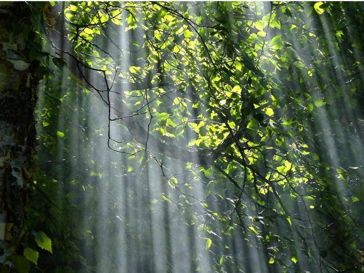 आपको बता दें वन विभाग की ओर से एक स्कीम के तहत किसानों को 10 रुपये प्रति पौधा दिया जा रहा है. सबसे बड़ी बात की ये पौधे फलदार होते हैं. ऐसे में आप आज इन पौधों को लेकर लगा देंगे तो कुछ सालों में आप इन पौधों से अच्छा खासा मुनाफा कमाने लगेंगे.