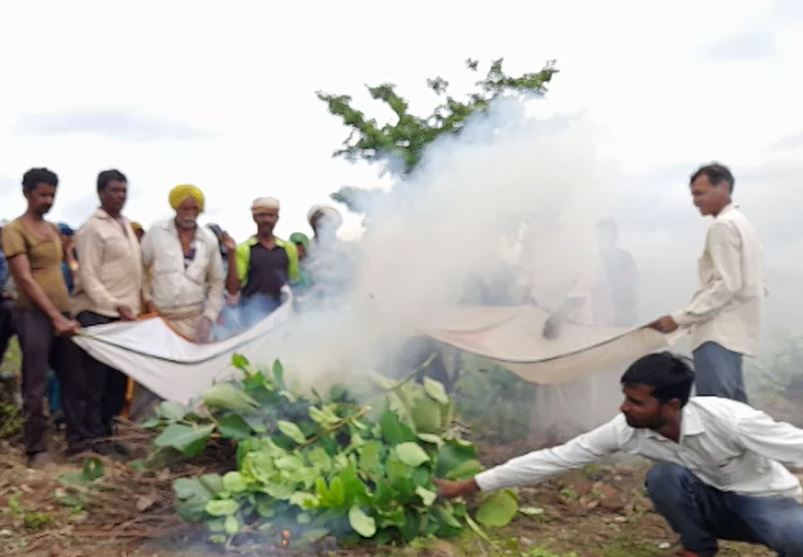 Buldhana : महिना झालं तरी पाऊस नाही, बुलढाण्यातील शेतकऱ्यांचा अनोखा प्रयोग; बांधावरुन सोडली मिठाची धुरी 