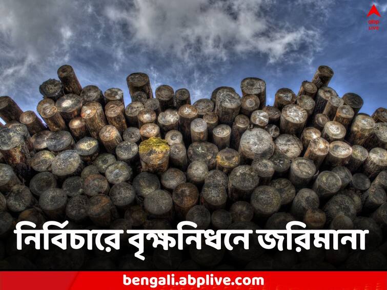 US Man fined $1.5 Million for chopping of the trees of never for a better view Viral News: আকাশ দেখতে বাধা, পড়শির জমিতে একে একে ৩২টি বৃক্ষনিধন, ১২ কোটি টাকা জরিমানা হল এক ব্যক্তির