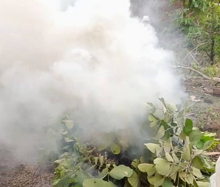 बुलढाणा जिल्ह्यातील शेतकऱ्यांनी कृत्रिम पाऊस पाडण्यासाठी शेताच्या बांधावरुन मिठाची धुरी सोडली आहे.