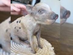 असली सुअरों को बना दिया 'गुल्लक', पेट फाड़कर पैसे डाल रहे लोग!