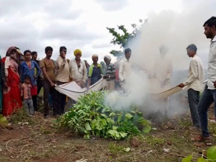 Maharashtra Rain news Buldhana  A unique experiment by farmers in Buldhana to make it rain Buldhana : महिना झालं तरी पाऊस नाही, बुलढाण्यातील शेतकऱ्यांचा अनोखा प्रयोग; बांधावरुन सोडली मिठाची धुरी 
