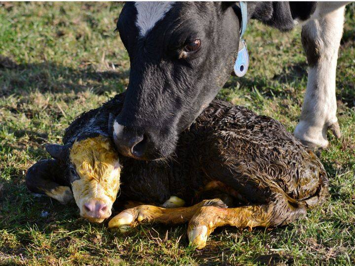 आ गई एक नई तकनीक, जानिए कैसे गाय-भैसों को सिर्फ बछिया ही पैदा होगी A new technology has come know how only heifers will be born to cows and buffaloes आ गई एक नई तकनीक, जानिए कैसे गाय-भैसों को सिर्फ बछिया ही पैदा होगी