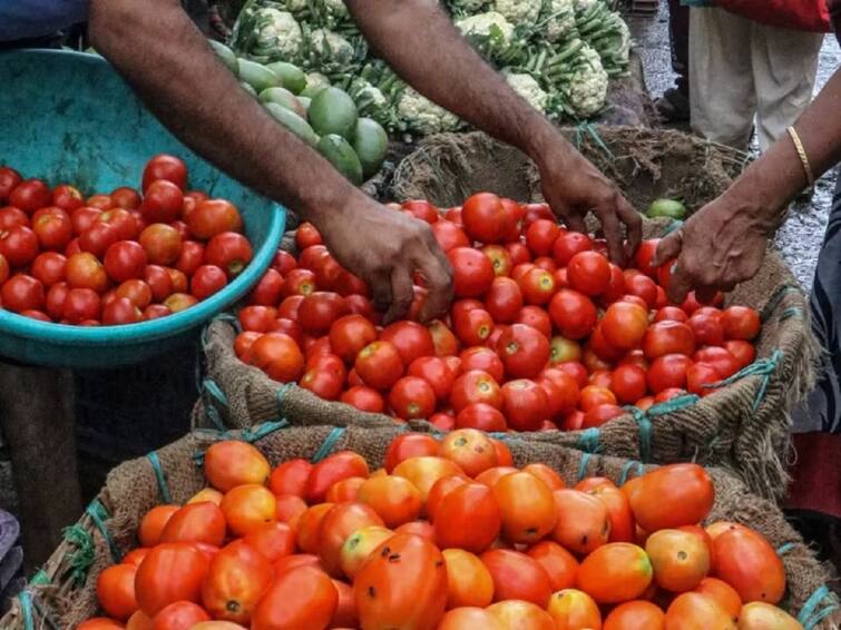Agriculture News Decline in price of tomatoes in market committee of Navi Mumbai Tomato : टोमॅटो खरेदीकडं ग्राहकांची पाठ, 100 रुपये किलो मिळणारे टोमॅटो 70 रुपयांवर; नवी मुंबईच्या बाजार समितीत आवक घटली 