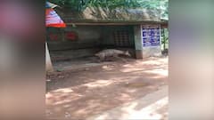 বিরল প্রজাতির হায়নার মৃত্যু পশ্চিম মেদিনীপুরে, জেনারেল ডায়েরি বন দফতরের