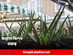 সাফল্যের পথে আসা সব ধরনের বাধা দূর করে, বাড়ির কোন দিকে রাখবেন অ্যালোভেরা গাছ ?