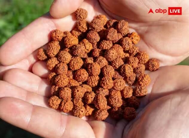 ਰੁਦਰਾਕਸ਼: ਇਹ ਮੰਨਿਆ ਜਾਂਦਾ ਹੈ ਕਿ ਰੁਦਰਾਕਸ਼ ਦੀ ਉਤਪਤੀ ਭਗਵਾਨ ਸ਼ਿਵ ਦੇ ਹੰਝੂਆਂ ਤੋਂ ਹੋਈ ਹੈ। ਕਿਹਾ ਜਾਂਦਾ ਹੈ ਕਿ ਜਿੱਥੇ ਵੀ ਭਗਵਾਨ ਸ਼ਿਵ ਦੇ ਹੰਝੂ ਡਿੱਗੇ, ਉੱਥੇ ਰੁਦਰਾਕਸ਼ ਦਾ ਜਨਮ ਹੋਇਆ। ਭਗਵਾਨ ਸ਼ਿਵ ਨੂੰ ਵੀ ਰੁਦਰਾਕਸ਼ ਬਹੁਤ ਪਿਆਰਾ ਹੈ ਅਤੇ ਉਹ ਇਸ ਨੂੰ ਆਪਣੇ ਗਲੇ ਵਿੱਚ ਪਾਉਂਦੇ ਹਨ। ਅਜਿਹੇ 'ਚ ਤੁਸੀਂ ਸਾਵਣ ਤੋਂ ਪਹਿਲਾਂ ਆਪਣੇ ਘਰ 'ਚ ਰੁਦਰਾਕਸ਼ ਲਿਆ ਸਕਦੇ ਹੋ। ਇਸ ਨਾਲ ਘਰ ਦੀ ਸਕਾਰਾਤਮਕ ਊਰਜਾ ਵੀ ਵਧਦੀ ਹੈ।