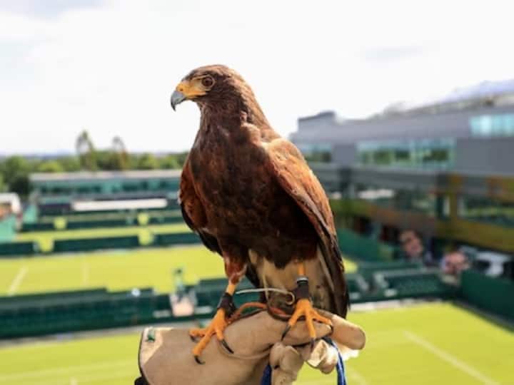 Rufus The Hawk Eagle gets special duty during Wimbledon Know what it does during the match विम्बलडन के दौरान बाज को मिलती है स्पेशल ड्यूटी, पढ़ें मैच के दौरान क्या करता है काम