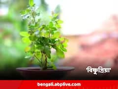 রবিবার তুলসি সংক্রান্ত এই ভুল করবেন না ! হতে পারে বড় সমস্যা
