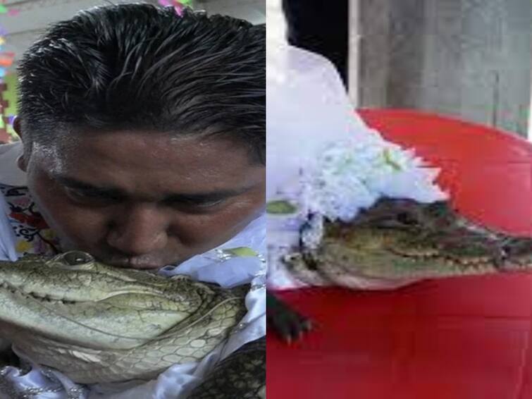 Mexican Mayor Gets Married To Crocodile To Bring Fortune To His People Mayor Married To Crocodile :முதலையை திருமணம் செய்த மெக்சிகன் மேயர்.. என்ன காரணம் தெரியுமா ?