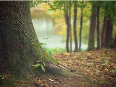 फसल छोड़िए अब किसान पेड़ों से करेंगे जबरदस्त कमाई, वन विभाग की इस स्कीम के बारे में जानते हैं आप?