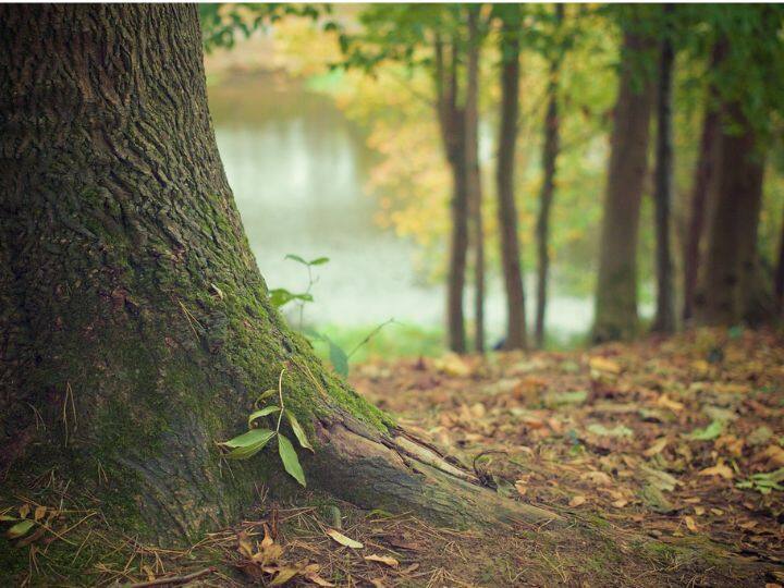 इस योजना का नाम है 'जल जीवन हरियाली योजना'. ये बिहार में वन विभाग द्वारा चलाया जा रहा है. इस योजना के तहत किसानों को महज 10 रुपये में एक फलदार वृक्ष का पौधा मिल जाता है.