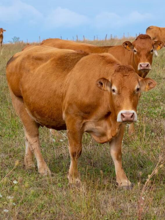 भारत में फेमस गाय की हैं ये तीन नस्लें
