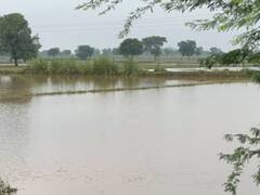 छत्तीसगढ़ में आषाढ़ के अंतिम दिनों में झमाझम बारिश, जुताई के काम में जुटे किसान