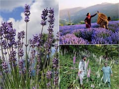 Rare Wild Flower 'Foxglove' Bloom As Beautiful Surprise For Tourists Visiting J&K's Bhaderwah. In Pics