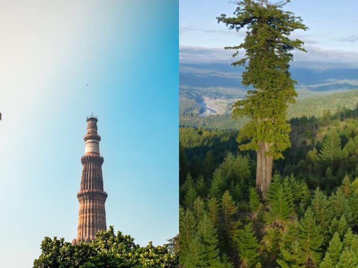 दरअसल, यह जीवित पेड़ कैलिफोर्निया में है. यहां के रेडवुड नेशनल पार्क में स्थित इस पेड़ की ऊंचाई 115.85 मीटर के आसपास है. इस पेड़ की ऊंचाई को कुछ और वस्तुओं से तुलना करने पर पता चलता है कि यह अमेरिकी संसद भवन, स्टेच्यू ऑफ लिबर्टी और दिल्ली में स्थित कुतुब मीनार से भी ऊंचा है.