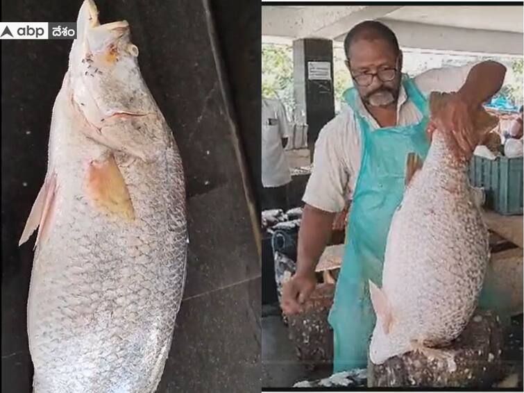 Pandugappa Fish: yanam fisherman caught pandugappa and sold it for Rs 9000 in auction Pandugappa Fish: గోదావరిలో లభ్యమైన భారీ పండుగప్ప చేప, ధర ఎంత పలికిందంటే!