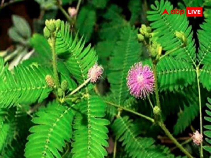 शमी पौधा: सावन माह में पड़ने वाले किसी भी शनिवार के दिन शमी का पौधा घर पर लगाएं. इससे महादेव प्रसन्न होंगे. शमी का पौधा शनिदेव और महादेव दोनों को बहुत प्रिय है. इसे घर पर लगाने से कष्टों से मुक्ति मिलत है और कारोबार में तरक्की होती है.
