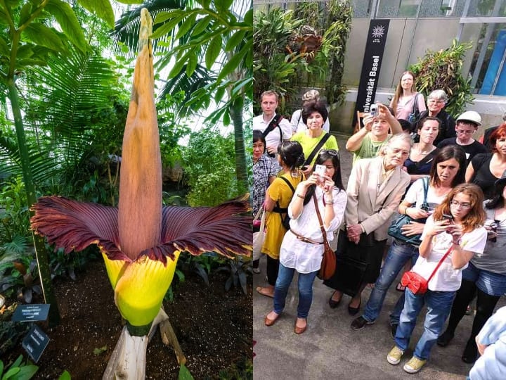 कॉर्पस फ्लावर, जिसे टाइटन वानकॉग के नाम से भी जाना जाता है, हाल ही में अमेरिका के वाशिंगटन स्टेट यूनिवर्सिटी में खिला है.  यह फूल 24 से 48 घंटे तक खिलता है. इससे सड़े हुए मांस जैसी सड़ी हुई गंध निकलती है. इसीलिए इसे शव पुष्प या मुर्दा फूल भी कहा जाता है.