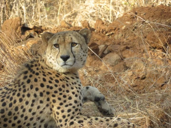 Kuno National Park Cheetah Pawan free again after two months MP News ann MP News: दो महीने बाद फिर आजाद हुआ चीता 'पवन', इस वजह से 26 अप्रैल से था बड़े बाड़े में