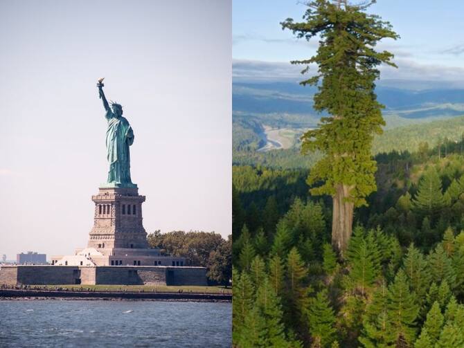 Tallest Tree Of World