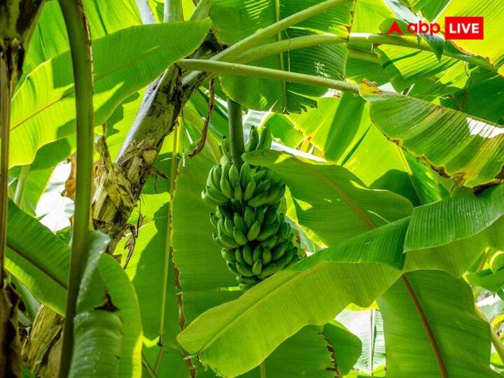 केला: सावन महीने में पड़ने वाली एकादशी के दिन घर पर केले का पौधा लगाएं. केला का पौधा भगवान विष्णु को प्रिय होता है. लेकिन सावन माह में इस घर पर लगाना बहुत शुभ माना गया है. इससे दांपत्य जीवन में खुशहाली आती है.