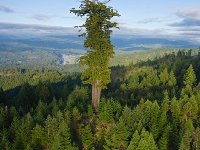 Tallest Tree Of World
