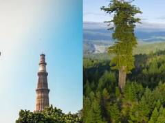 ਇਹ ਹੈ ਦੁਨੀਆ ਦਾ ਸਭ ਤੋਂ ਉੱਚਾ ਦਰੱਖਤ, ਕੁਤੁਬ ਮੀਨਾਰ ਅਤੇ ਸਟੈਚੂ ਆਫ ਲਿਬਰਟੀ ਵੀ ਇਸ ਦੇ ਸਾਹਮਣੇ ਲਗਦੇ ਨੇ ਛੋਟੇ