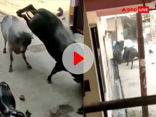 Viral Video: सांड़ों के बीच हुई भयंकर लड़ाई, सड़क से उठाकर कार पर पटका, Viral Video देख नहीं रोक पाएंगे हंसी