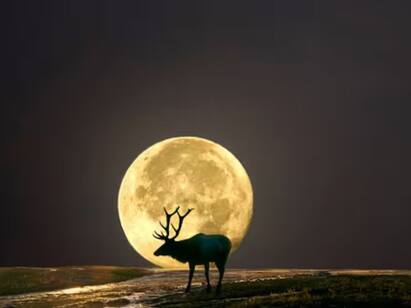Full Moon July 2023 What Is July Buck Moon All You Need To Know Full Moon July 2023: জুলাই মাসের সুপার মুন, কেন এই চাঁদের নাম Buck Moon?