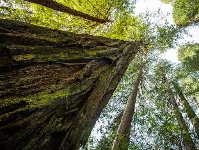 ਇੱਕ ਰੁੱਖ ਇੱਕ ਸਾਲ ਵਿੱਚ ਲਗਭਗ 20 ਕਿਲੋ ਧੂੜ ਅਤੇ 20 ਟਨ ਕਾਰਬਨ ਡਾਈਆਕਸਾਈਡ ਸੋਖ ਲੈਂਦਾ ਹੈ। ਰੁੱਖਾਂ ਦੁਆਰਾ ਹਰ ਸਾਲ ਲਗਭਗ 700 ਕਿਲੋ ਆਕਸੀਜਨ ਪੈਦਾ ਹੁੰਦੀ ਹੈ।