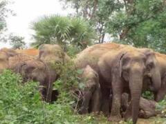 कोरबा में नहीं थम रहा हाथियों का आतंक, कटहल और केले की फसल को किया तहस नहस