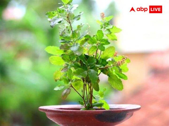 तुलसी पौधा: शिव जी की पूजा में तुलसी चढ़ाना वर्जित होता है. लेकिन सावन के पवित्र माह में घर पर तुलसी का पौधा लगाना बहुत शुभ होता है. सावन माह मे तुलसी का पौधा लगाकर प्रतिदिन जल चढ़ाने से सुख-समृद्धि आती है. सावन के साथ ही आप कार्तिक माह में तुलसी का पौधा घर पर जरूर लगाएं.