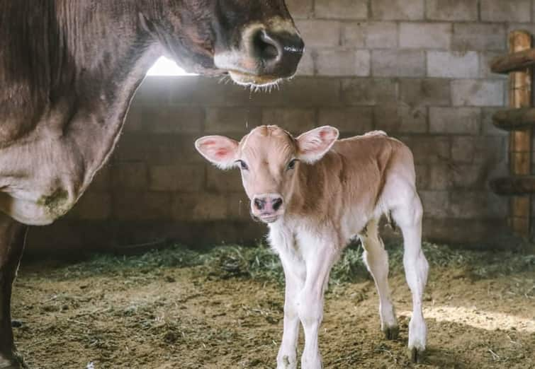 Farmers : A New Technology has come know how only heifers will be born to cows and buffaloes Farmers : પશુપાલકો માટે ખુશ ખબર, હવે ગાય-ભેંસને જન્મશે માત્ર વાછરડીઓ