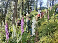 Rare Wild Flower 'Foxglove' Bloom As Beautiful Surprise For Tourists Visiting J&K's Bhaderwah. In Pics