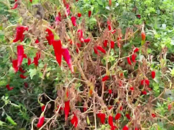 राज्य के कई हिस्सों में टमाटर की कीमत 80 रूपये से 160 रूपये प्रति किलोग्राम के बीच चल रही हैं.