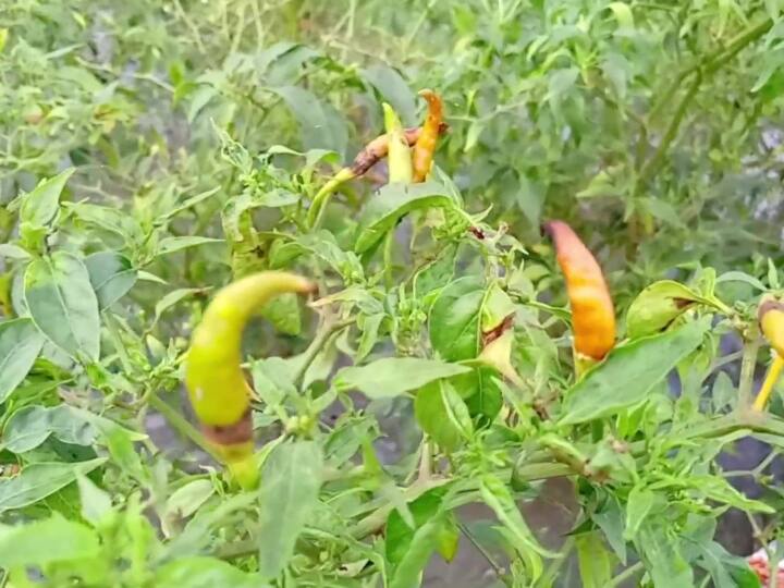 वहीं अब बारिश के कारण मिर्च की फसल खराब होने के बाद इसपर भी महंगाई की मार पड़ सकती है.