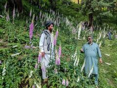 Rare Wild Flower 'Foxglove' Bloom As Beautiful Surprise For Tourists Visiting J&K's Bhaderwah. In Pics