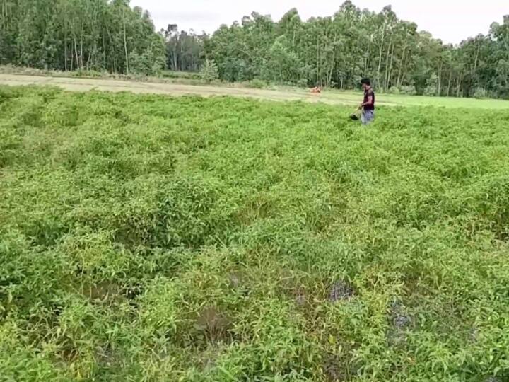 वहीं समाचार एजेंसी से बात करते हुए एक किसान ने बताया, 