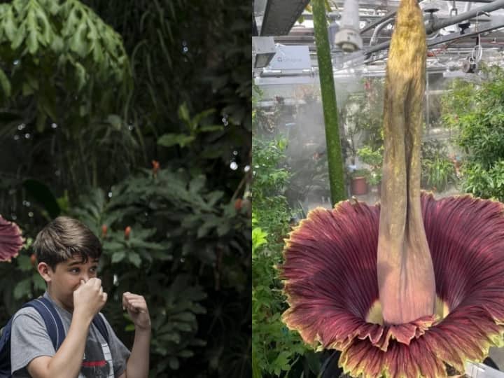 दुनिया के सबसे दुर्गंध वाले फूल का नाम 