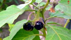 Food Allergies: জিভে জল আনা এই খাবারে আপনার অ্যালার্জি হয় কি ? সতর্ক হন, রইল সাতকাহন